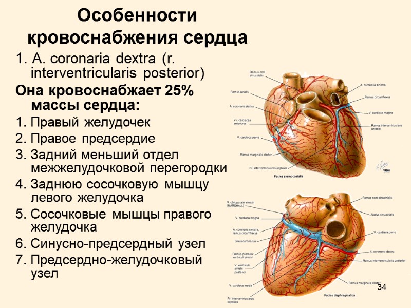 34 Особенности кровоснабжения сердца 1. А. coronaria dextra (r. interventricularis posterior) Она кровоснабжает 25%